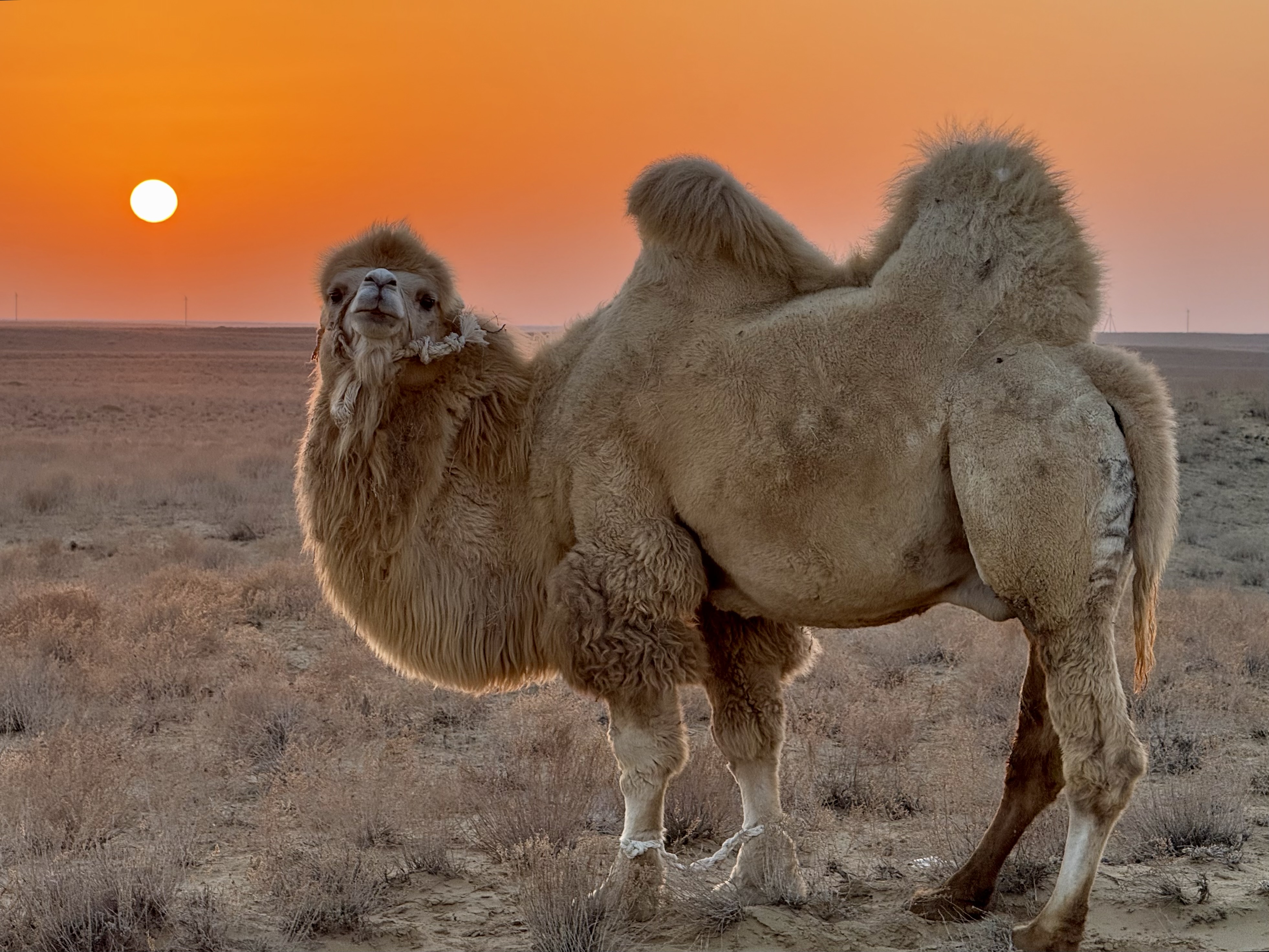 Nukus – Winter Journey from Russia to Turkmenistan